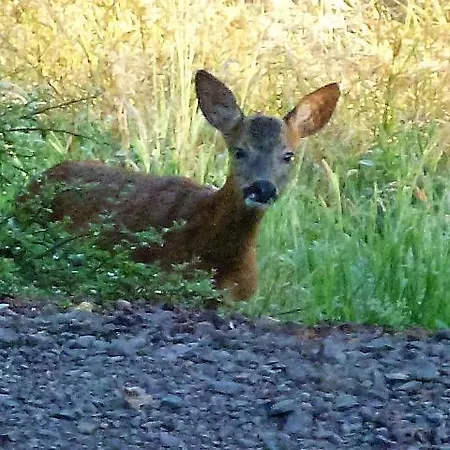 Panzió D'hotes Le Ponsonnet Conques-en-Rouergue