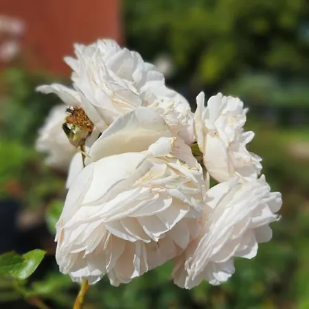 D'hotes Le Ponsonnet * Conques-en-Rouergue