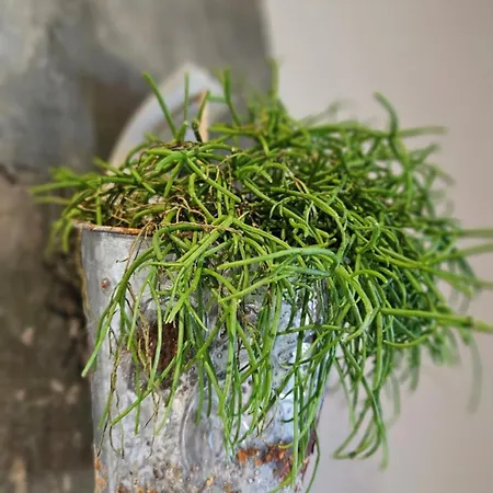 Oda ve Kahvaltı D'hotes Le Ponsonnet *